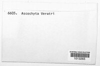 Ascochyta veratri image